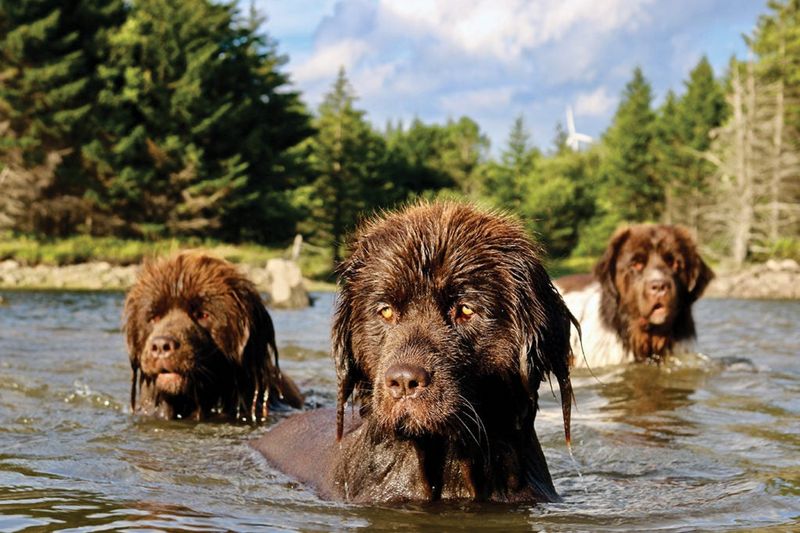 The Amiable Newfoundland