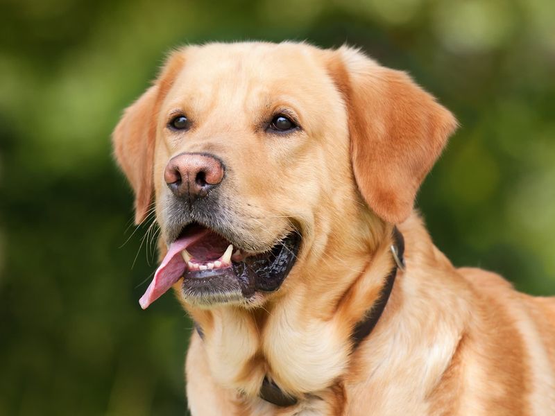 The Friendly Labrador Retriever