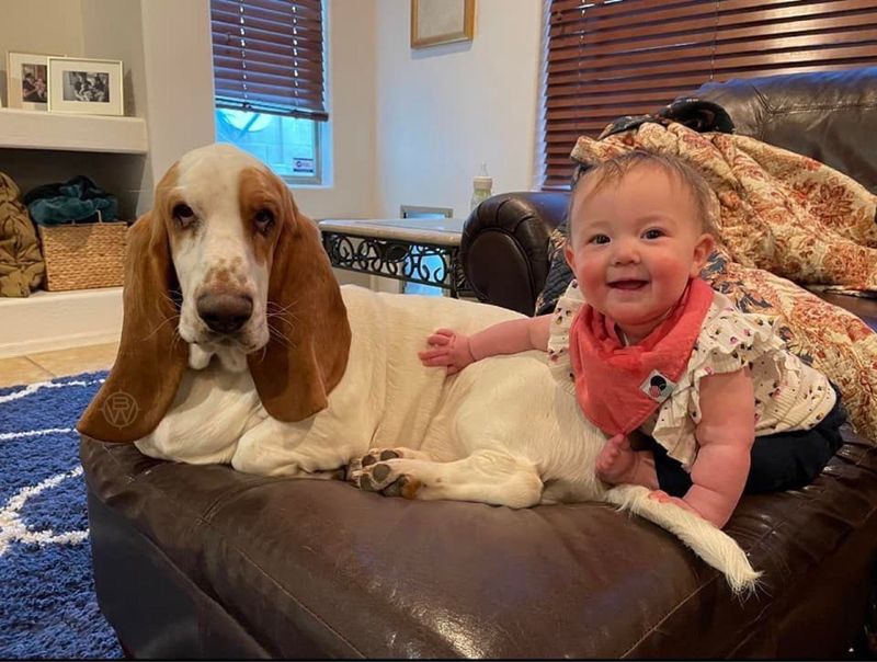 The Gentle Basset Hound
