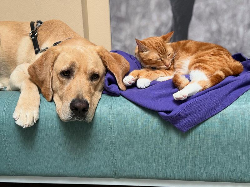 The Loyal Labrador Retriever