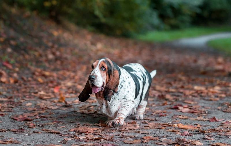 The Carefree Basset Hound