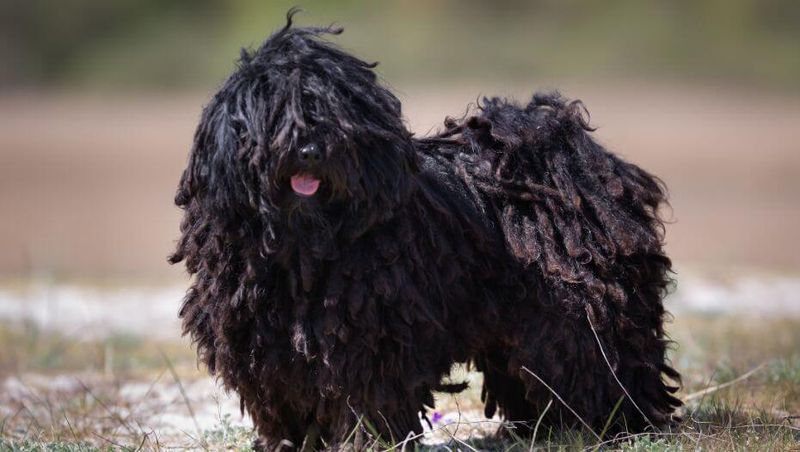 Puli: The Dreadlocked Wonder