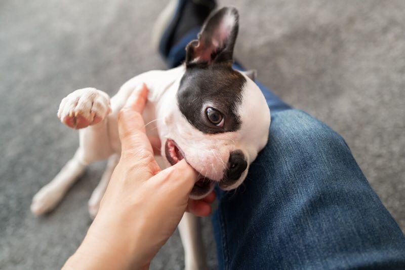 The Leash Tug Tango