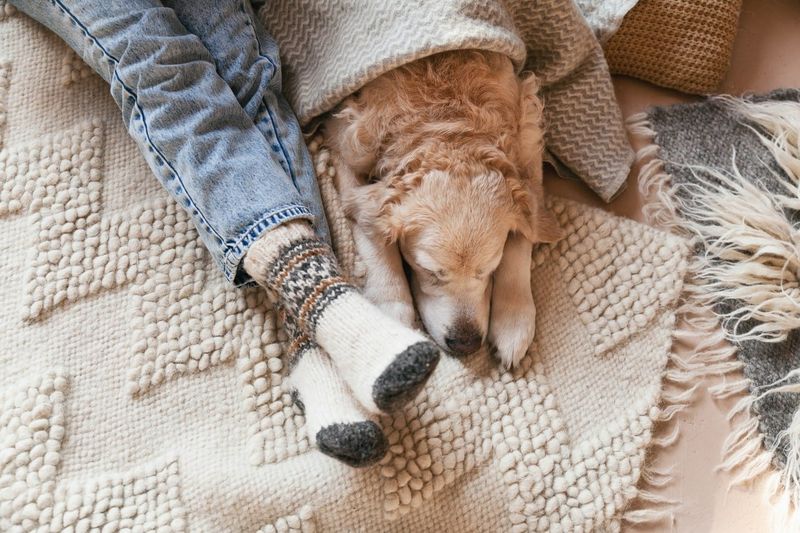 The Faithful Footwarmer