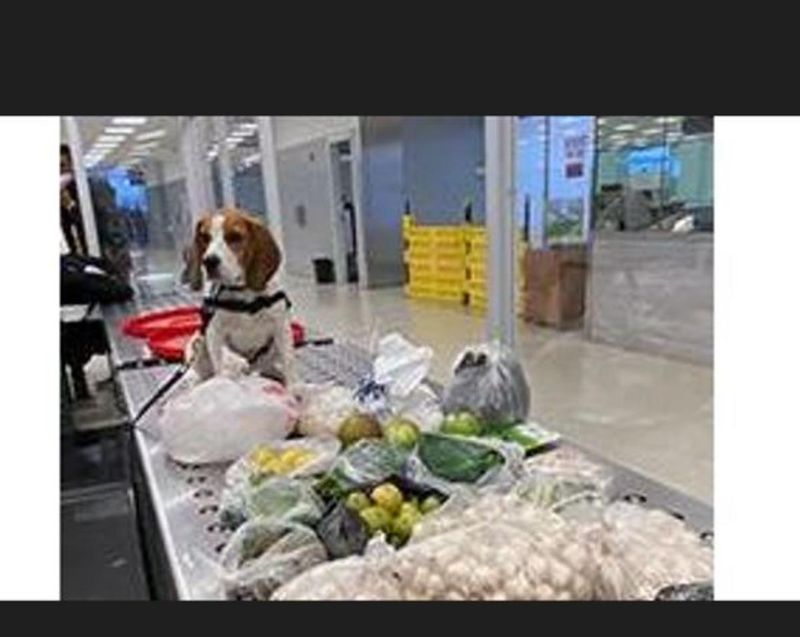 The Curious Beagle