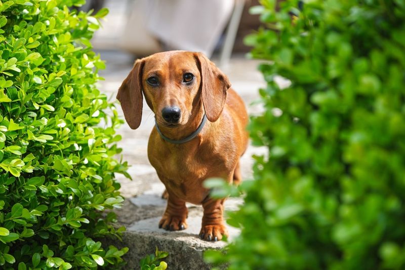The Quirky Dachshund