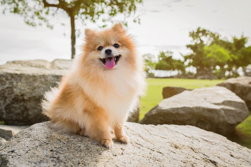 The Whimsical Pomeranian
