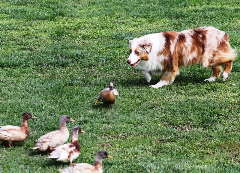 The Spirited Australian Shepherd