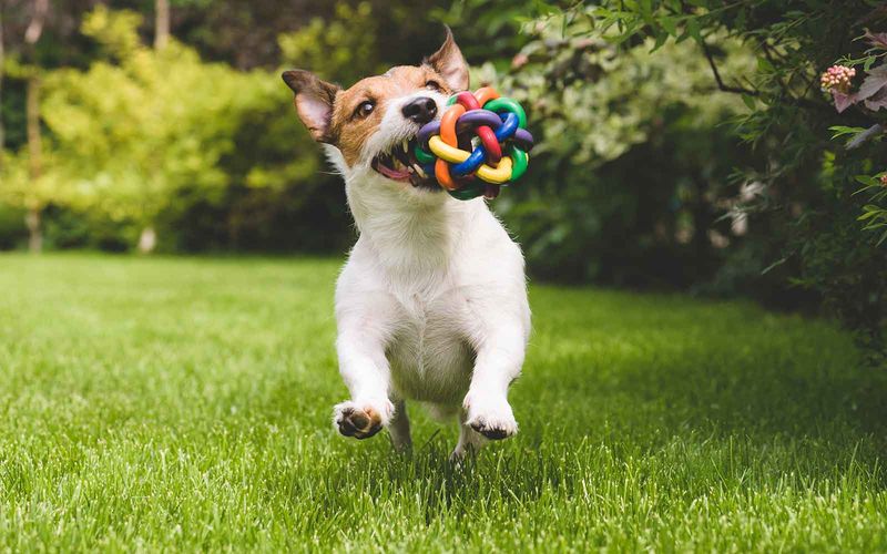 The Energetic Jack Russell Terrier