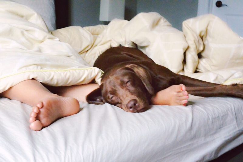 The Bedtime Buddy