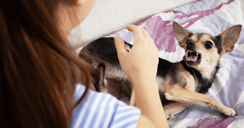The Non-Animal Lover