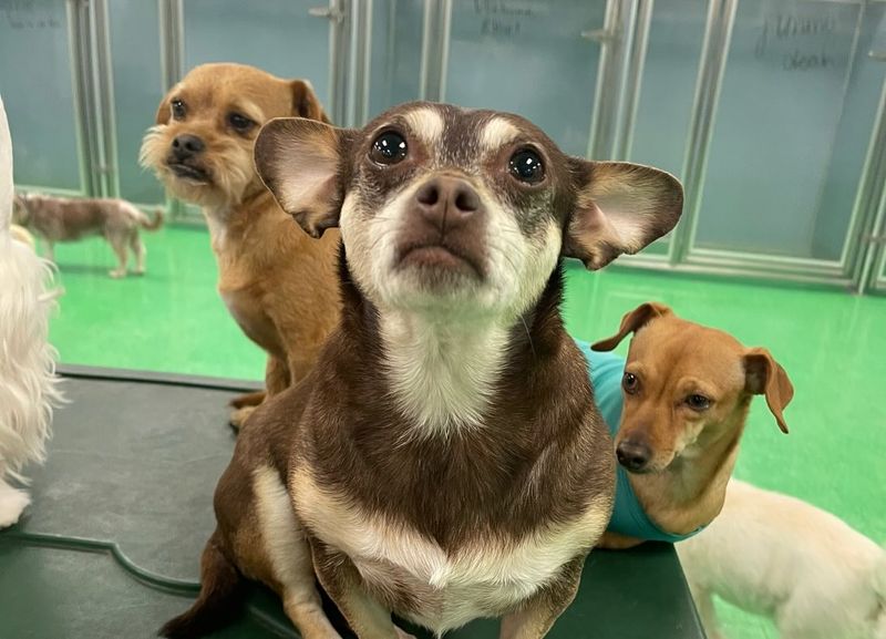 Chihuahua