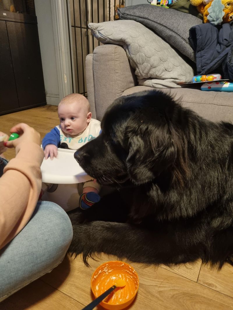 Newfoundland