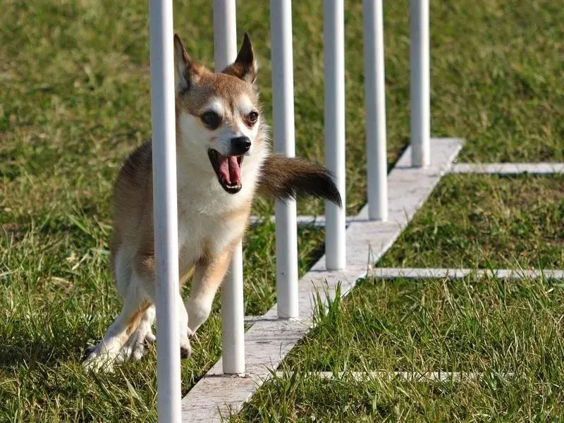 Norwegian Lundehund