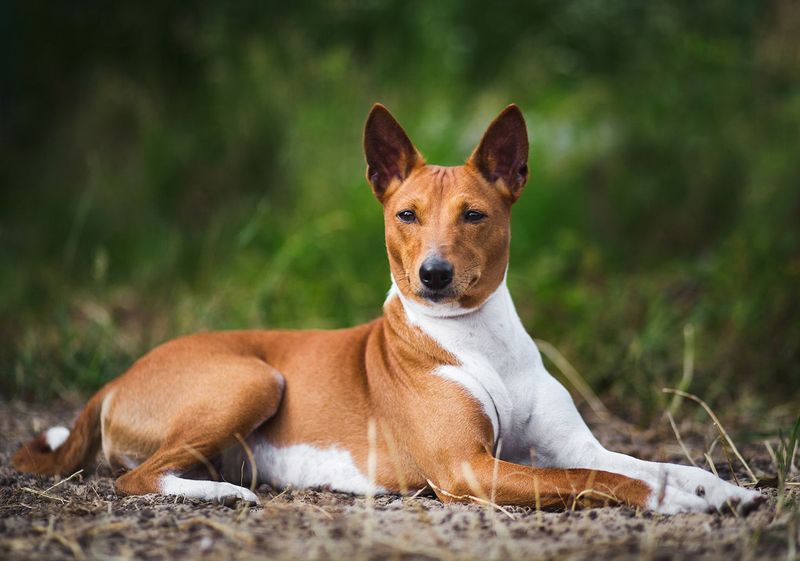 The Basenji
