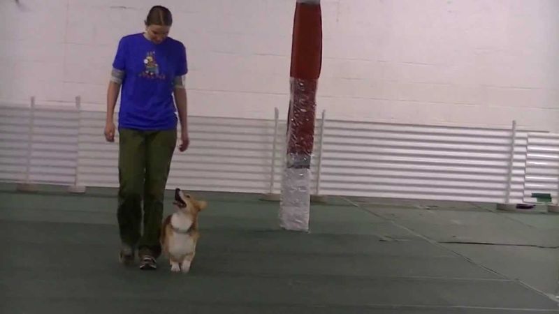 The Obedience Test Trickster