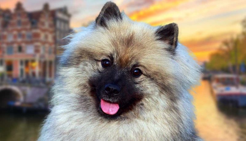 The Keeshond