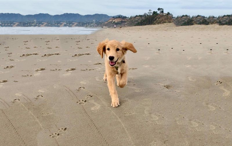 The Adventurous Labrador