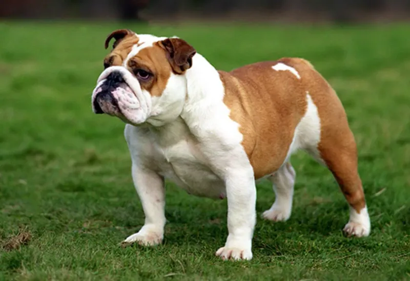 The Sturdy Bulldog