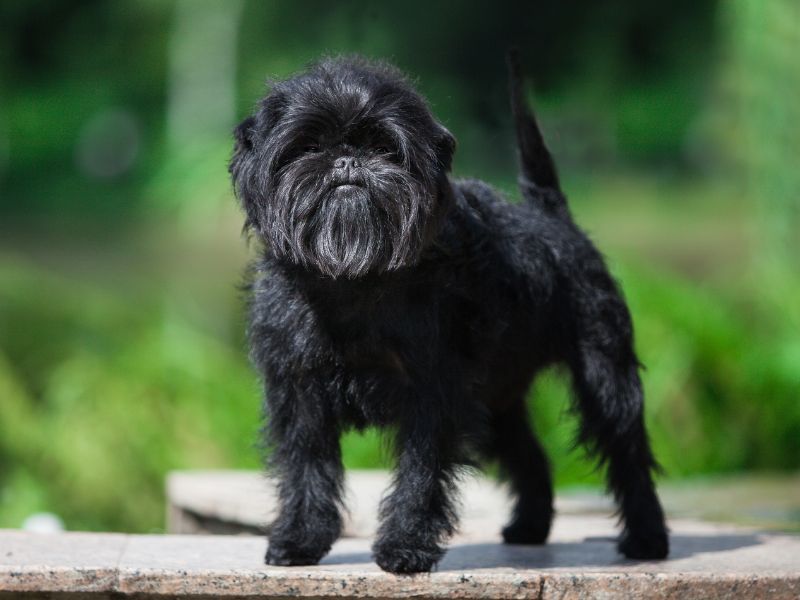 The Mysterious Affenpinscher