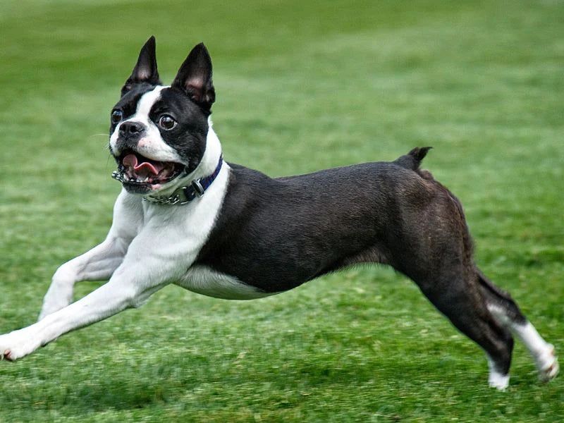 The Spirited Boston Terrier