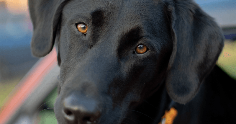 The Faithful Listener