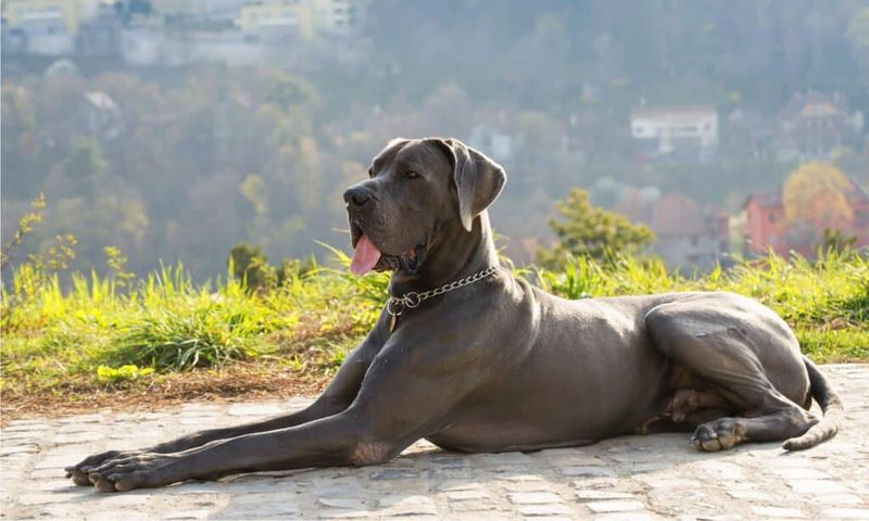 The Gentle Giant