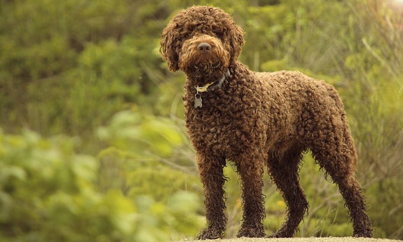 The Lagotto Romagnolo