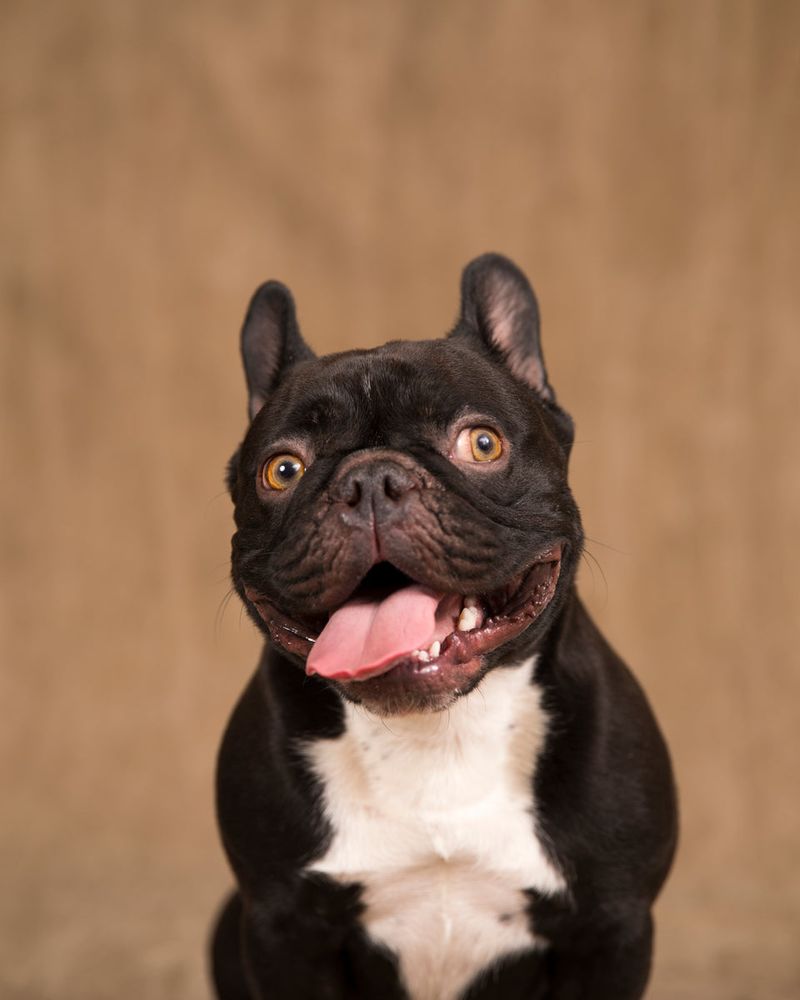The Curious French Bulldog