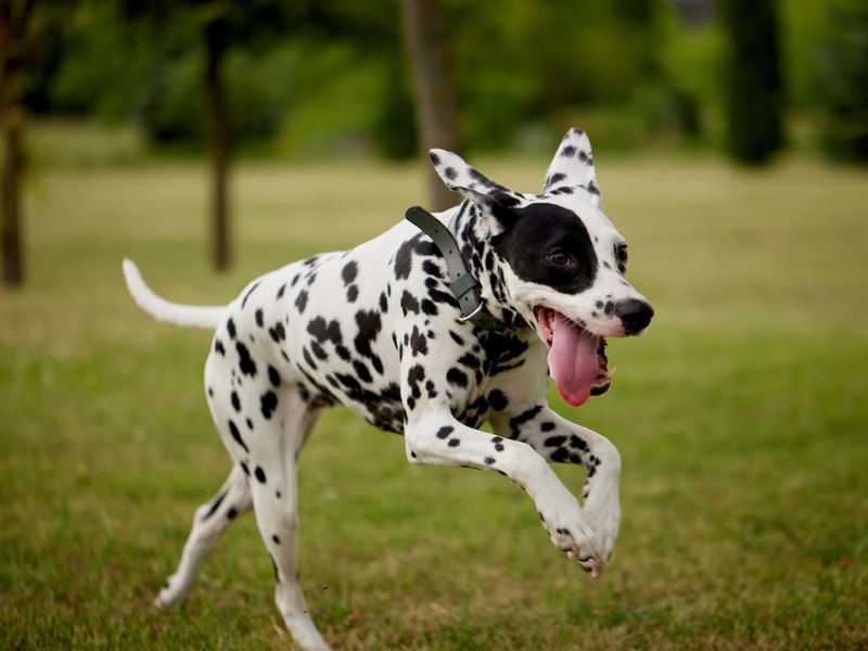 The Eccentric Dalmatian