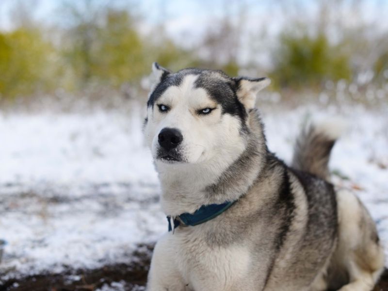 The Adventurous Siberian Husky