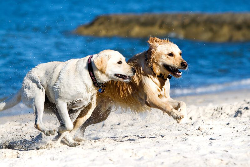 The Friendly Labrador Retriever