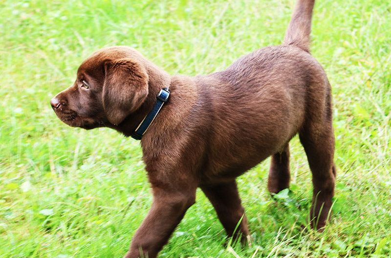 Wagging Tail Greetings