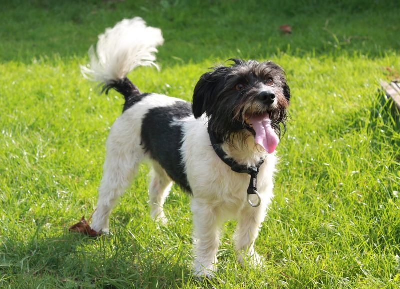 Happy Tail Wags