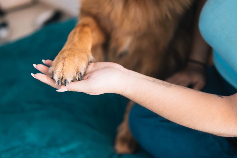 The Paw of Comfort