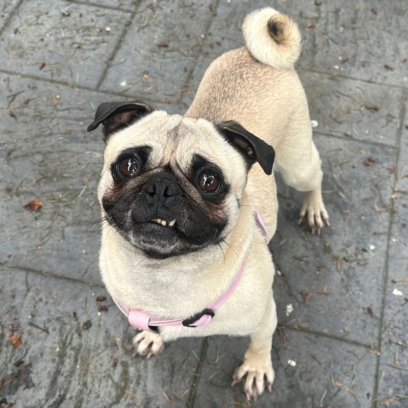 The Playful Pug