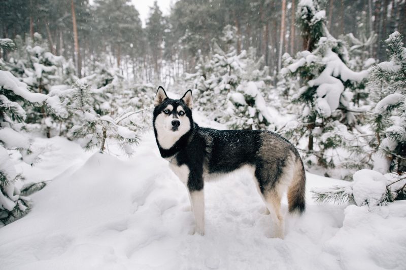 The Independent Siberian Husky