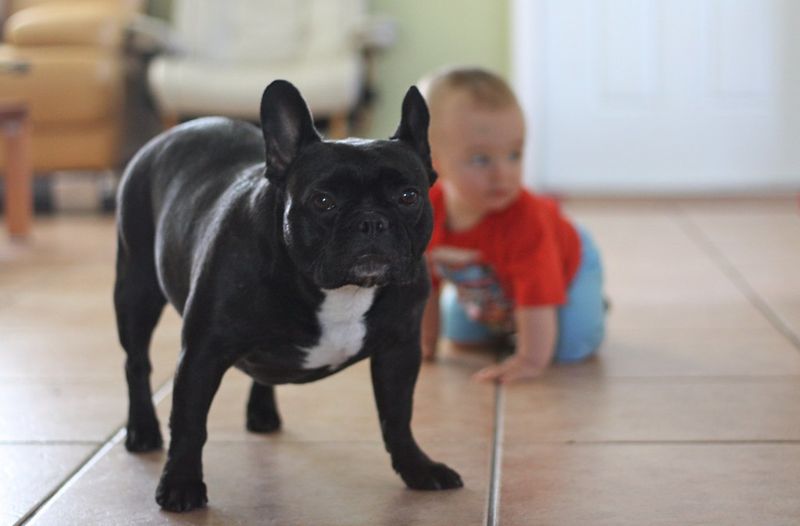 The Nervous French Bulldog
