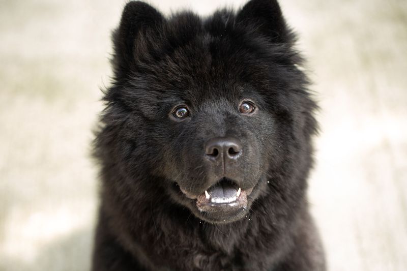 Chow Chow's Regal History