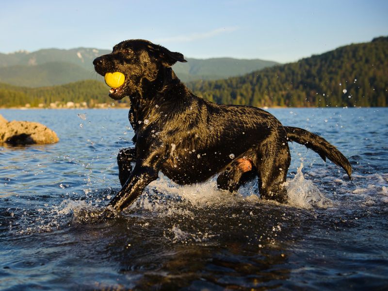 Labrador Retriever's Secret Origin