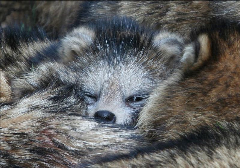 Hibernation Habits
