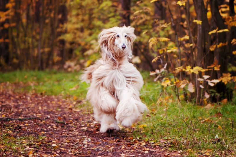 The Independent Afghan Hound