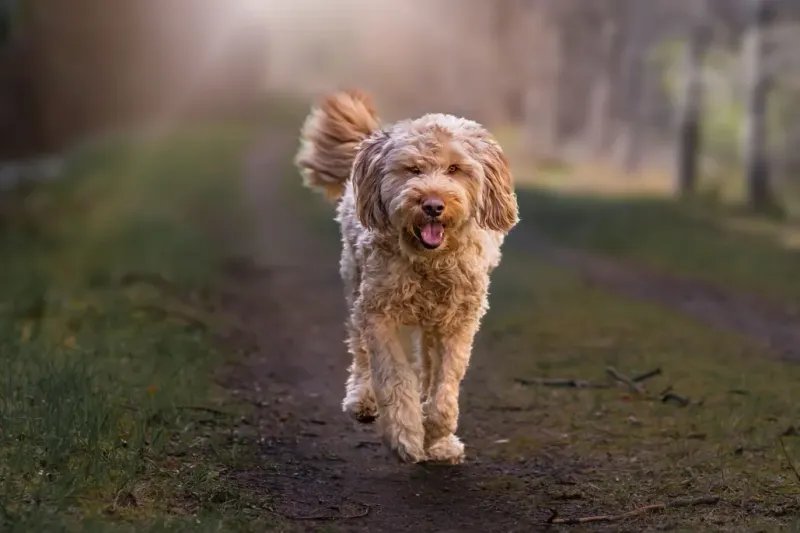 The Otterhound