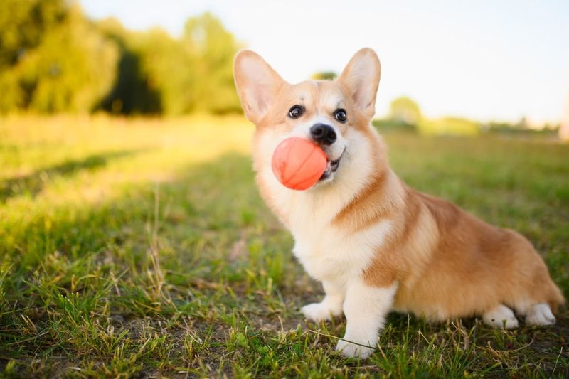 The Toy Retrieval Expert