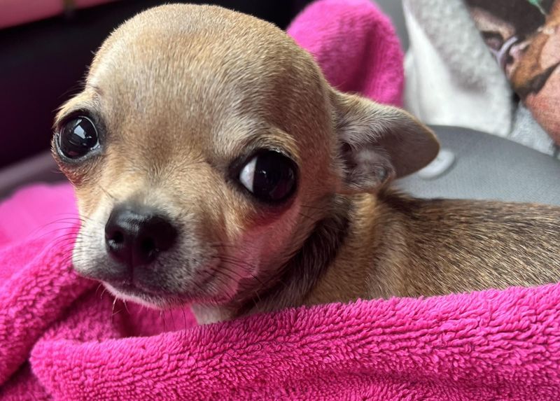The Fearful Chihuahua