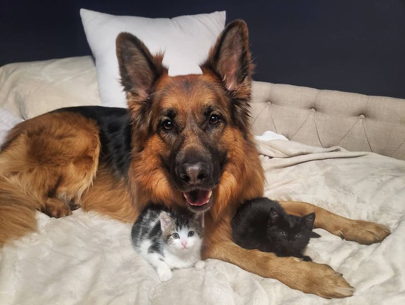 The Noble German Shepherd