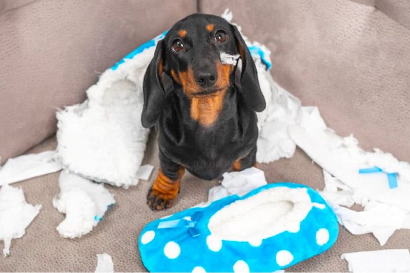 The Anxious Dachshund