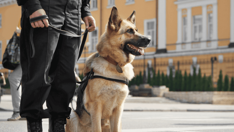 The Protective German Shepherd
