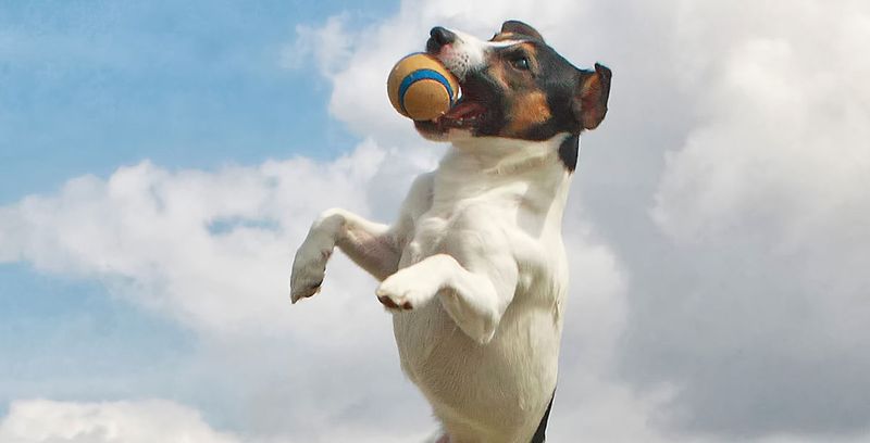 The Energetic Jack Russell Terrier