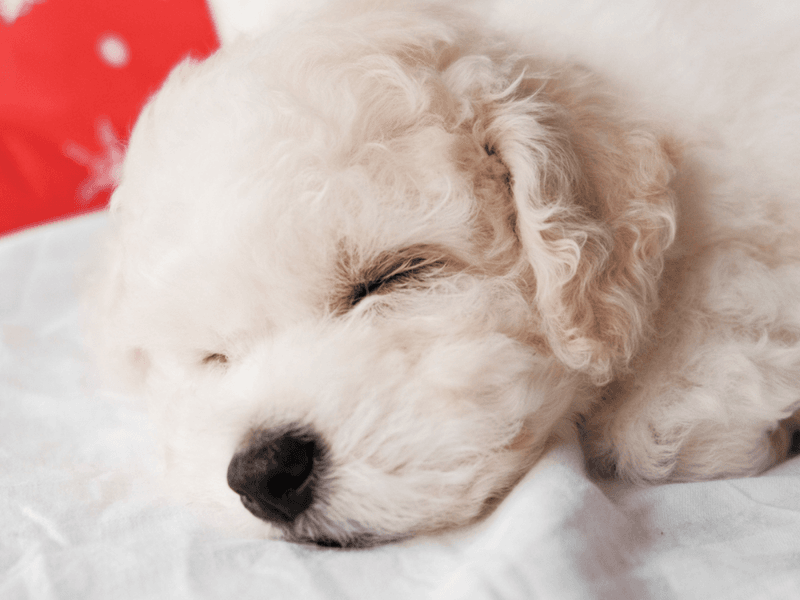 The Silent Snuggler